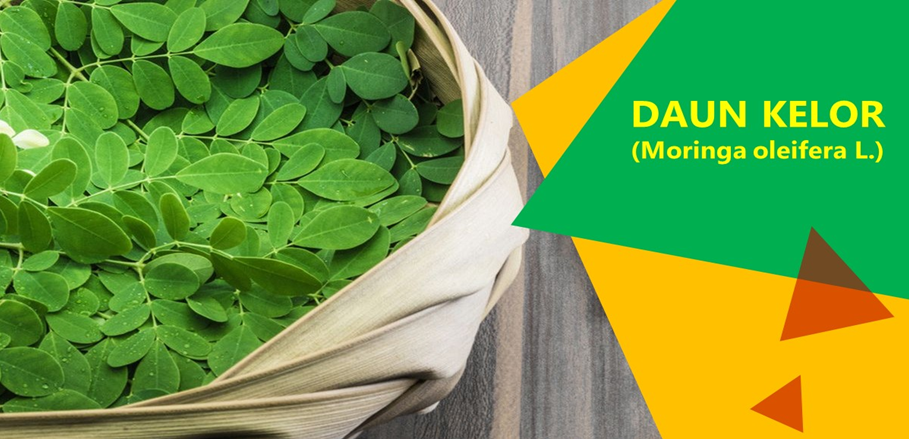 Cegah Anemia dengan Daun Kelor Cegah Anemia dengan Daun Kelor